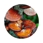 Otorfil капсули